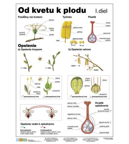 Od kvetu k plodu I. 100x140cm