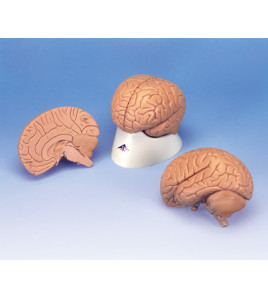 Mozog, 3-dielny - ekonomický model