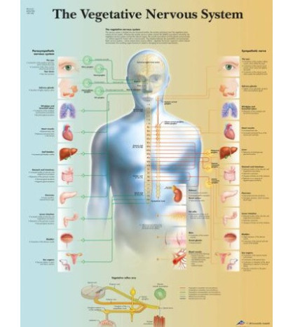 Obraz - Ľudský vegetatívny nervový systém, 50 x 67 cm, laminovaný, popis AJ