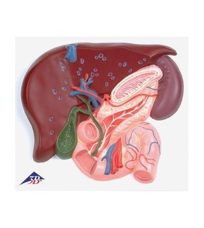 Reliéfny model - Pečeň, žlčník, pankreas, dvanástorník