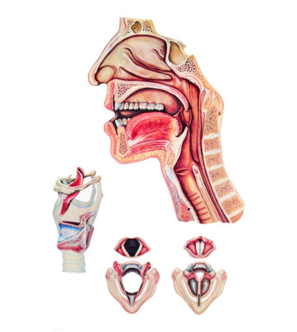 Obraz s lištou - Orgány reči