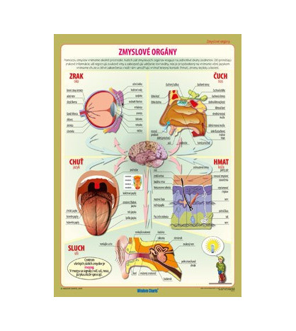 Zmyslové orgány - závesná náučná nástenná tabuľa 100x140cm.