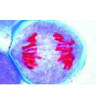 Preparát - Meiosis, t.s. Lilium anthers shrowing different stages of meiotic division