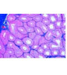 Preparát - Meiotic (maturation) stages in testis of mouse, t. s.