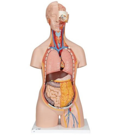 Model - Štandardné bezpohlavné torzo s otvorenou chrbticou ,18-dielne