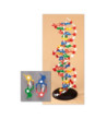 Model DNA - rozoberateľný