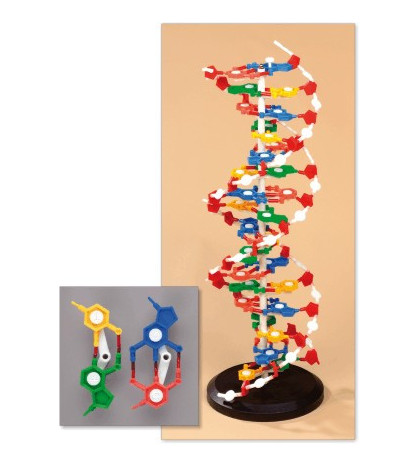 Model DNA - rozoberateľný