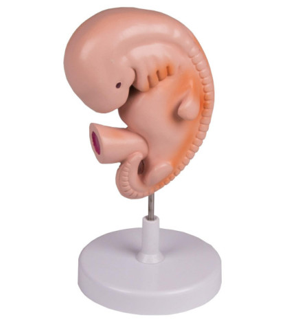 Model Ľudské embryo, 4 týždeň vývoja