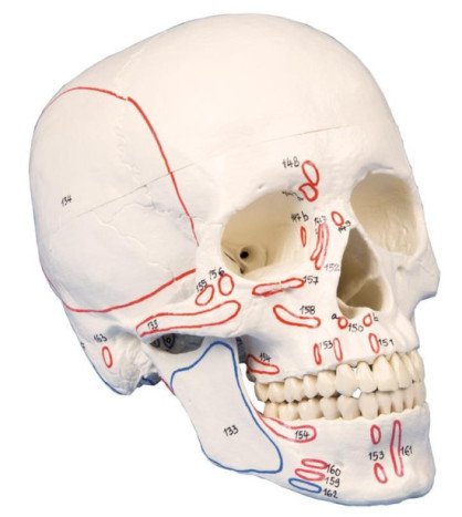 Model lebky s označením svalových úponov, 3-dielny model