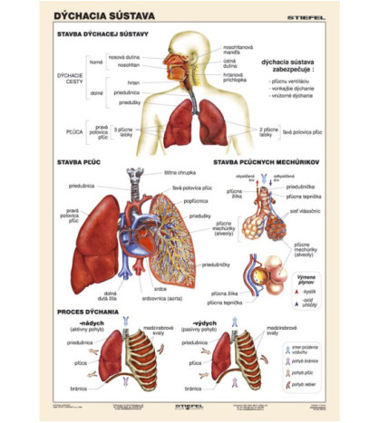 Dýchacia sústava -žiacka tabuľka A4