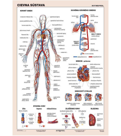 Cievna sústava - žiacka tabuľka A4