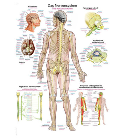Človek Nervová sústava - plagát 70x100cm