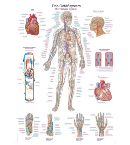 Človek Obehová cievna sústava - plagát 70x100cm