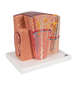 Model mikroskopickej štruktúry obličiek (3B MICROanatomy)