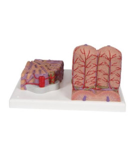 Model mikroskopickej štruktúry ľudskej pečene (3B MICROanatomy)