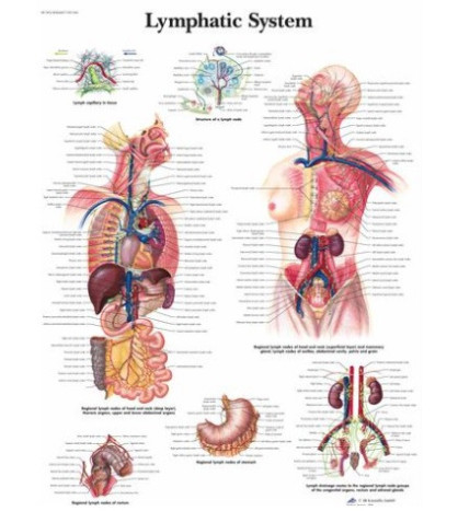 Obraz - Ľudský lymfatický systém, 50 x 67 cm, laminovaný, popis AJ
