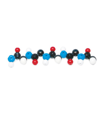 Biochémia - model bielkovín, polypeptidový reťazec