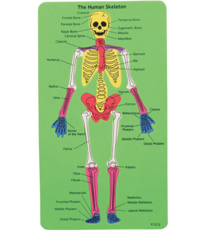 Ľudská kostra (puzzle)