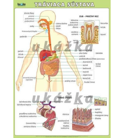 Tráviaca sústava obraz XL (100x70 cm)