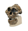 Antropologická lebka Australopitheca Boisei