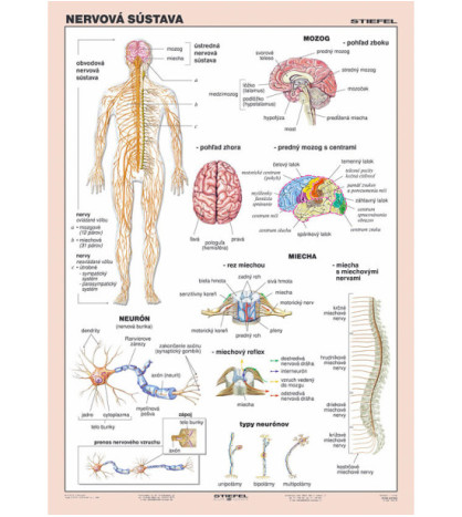 Nervová sústava 100x140cm