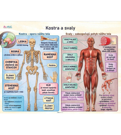 Závesná tabuľa 140 x 110 cm - Kostra a svaly