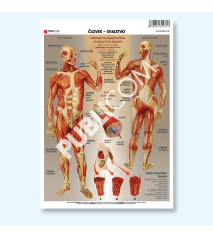 Človek – Svalstvo, tabuľa PVC 140x110cm