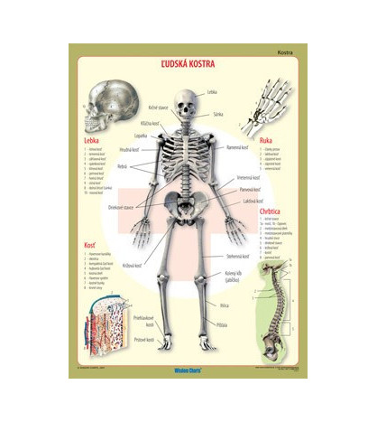 Kostra - závesná náučná nástenná tabuľa 100x140cm.